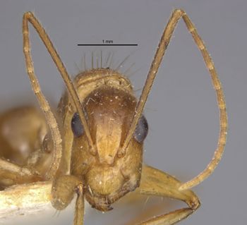 Media type: image;   Entomology 21483 Aspect: head frontal view